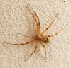 Philodromus sp.